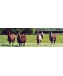 Golden Valley Llamas Logo