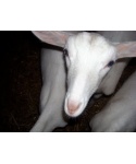 Golden Valley Goats Ltd Logo